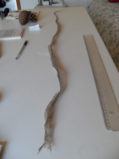 Muta (di biacco vero?)